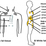 Barriga de trigo e a resistência à insulina