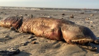 Depois de Harvey, criatura estranha é encontrada em praia no Texas