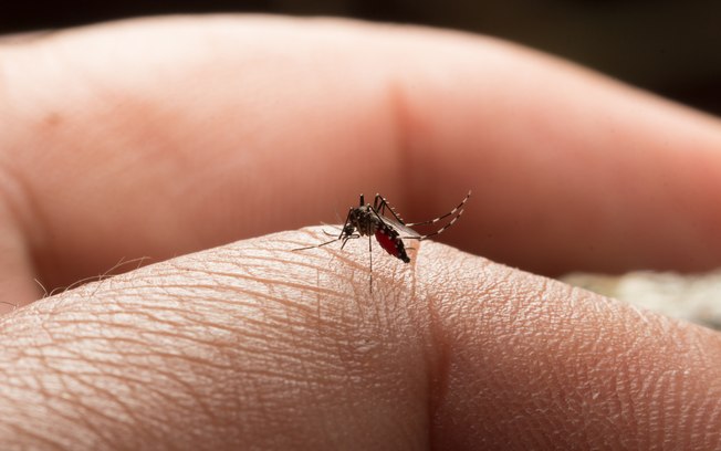 Até o momento, os estados mais afetados pela febre amarela são Espírito Santo e Minas Gerais