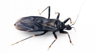 Pesquisadores descobrem que remédio pode ajudar no controle da doença de Chagas