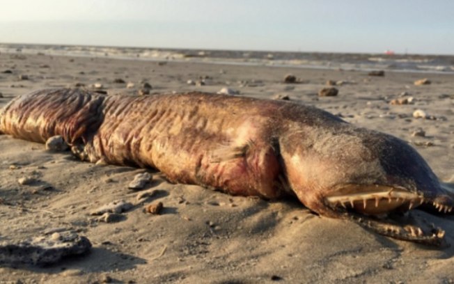 Animal foi encontrado em praia depois do desastre provocado pelo furacão Harvey%2C no Texas%2C nos EUA