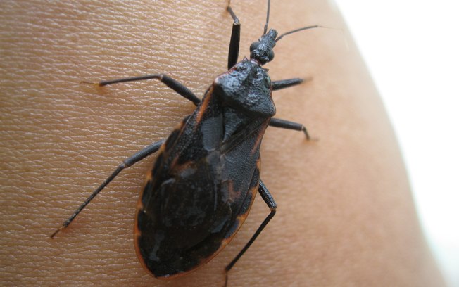 Doença de Chagas teve dois surtos confirmados na cidade de Acará, no estado do Pará, durante o mês de agosto