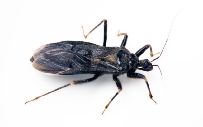 A nova pesquisa representa um avanço nos estudos sobre a doença de Chagas, que pode ser fatal